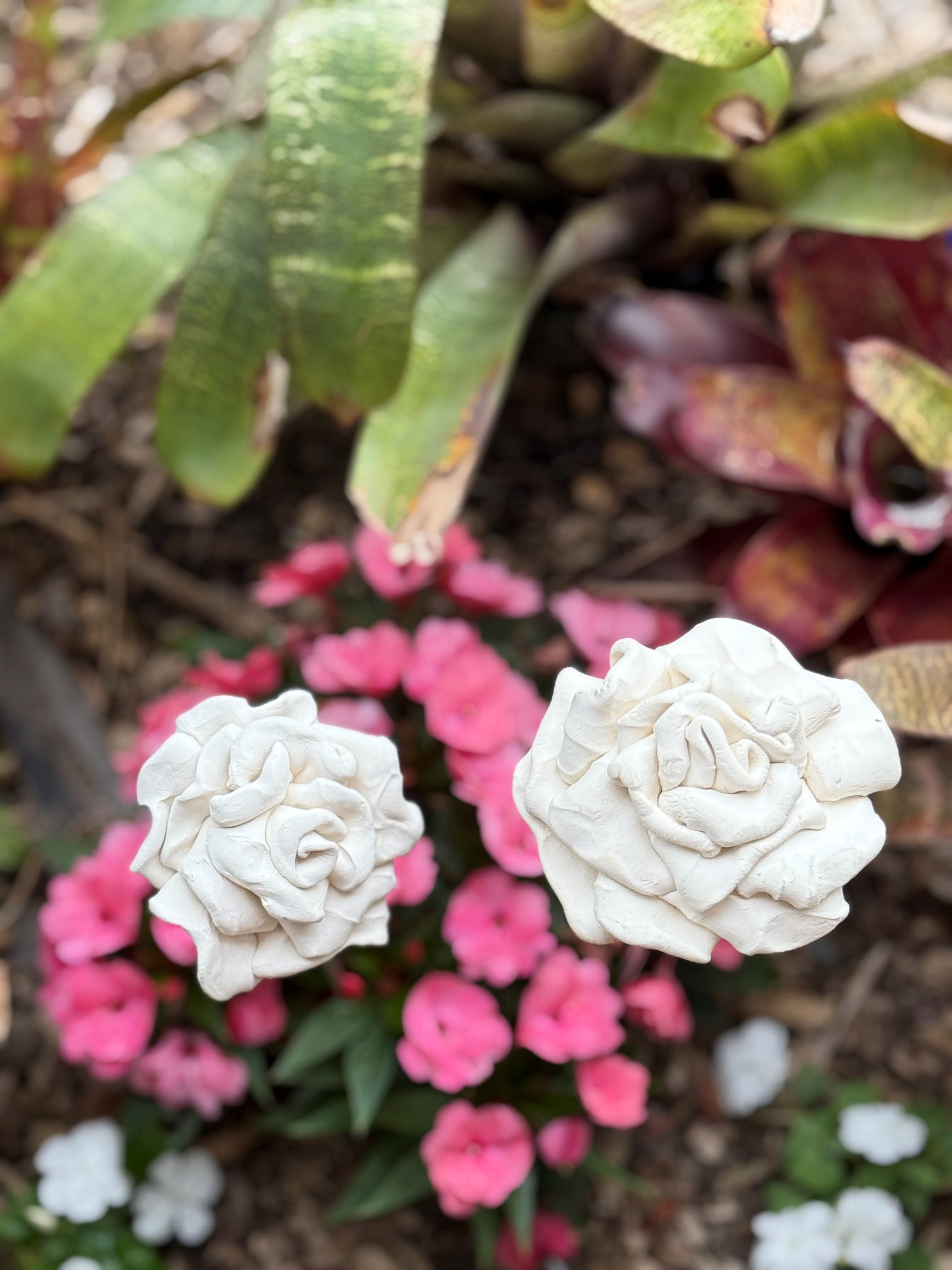 images/RS WHITE ROSES1.jpg